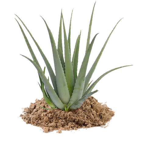 aloe vera artesana